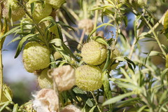 Gomphocarpus physocarpus image