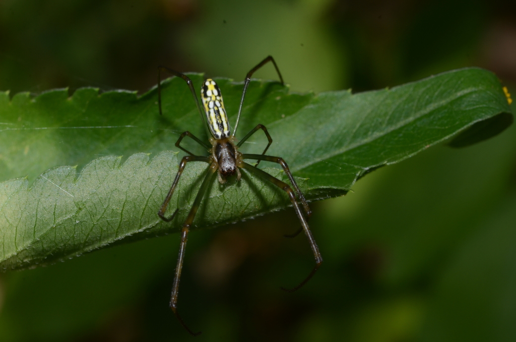 Joro Spider from 555台灣南投縣魚池鄉中山路599號 on September 3, 2019 at 02:38 PM by ...