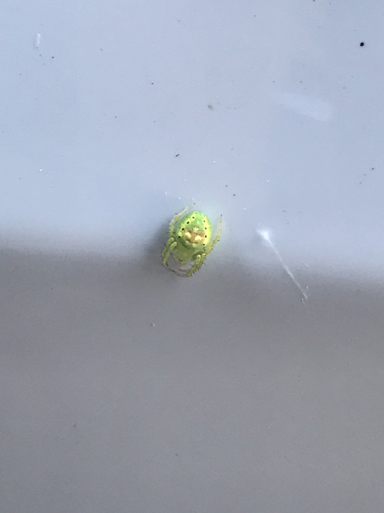 Redspotted Orbweaver from 1919 Pl, Charlotte, NC, US on July