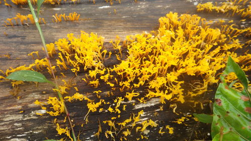 Fan-shaped Jelly Fungus