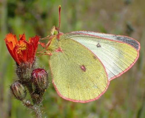 Pelidne Sulphur