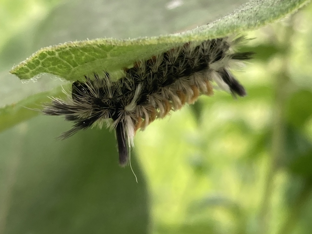 Milkweed Tussock Moth from University of Wisconsin–Madison Arboretum ...