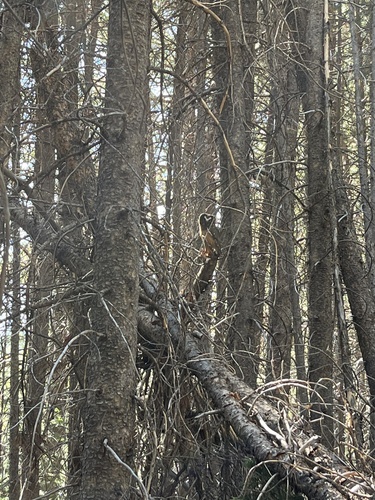 iNaturalist observation photo of Northern Saw-whet Owl