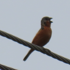 Sporophila minuta image