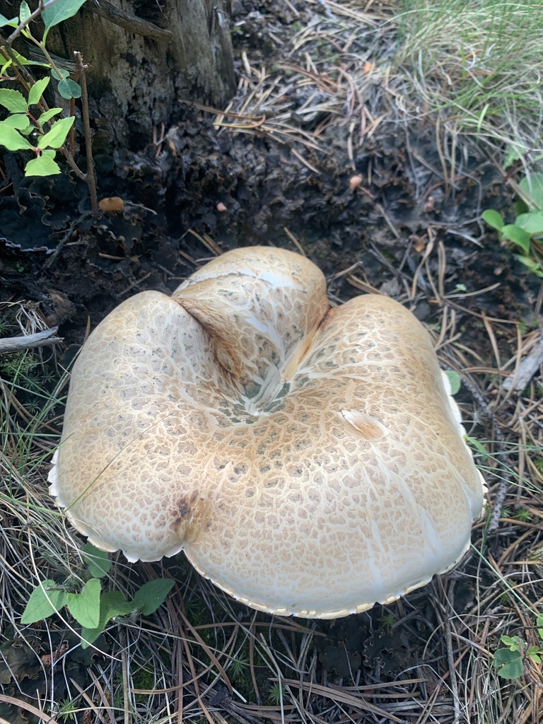 Giant Sawgill in July 2022 by Luke G · iNaturalist