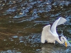 Ardea alba egretta image