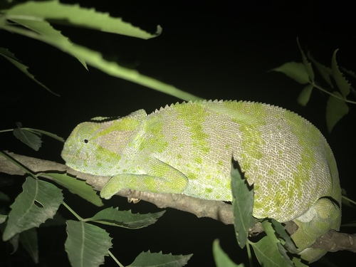 Chamaeleo gracilis gracilis
