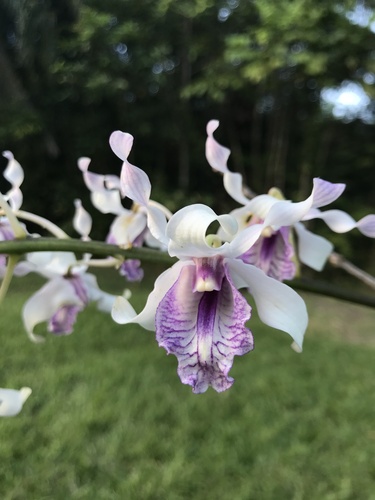 Nind's Dendrobium