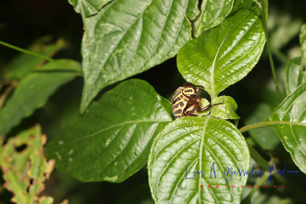 Gymnetis stellata from Hacienda el Trianon, Coatepec, Ver., México on ...