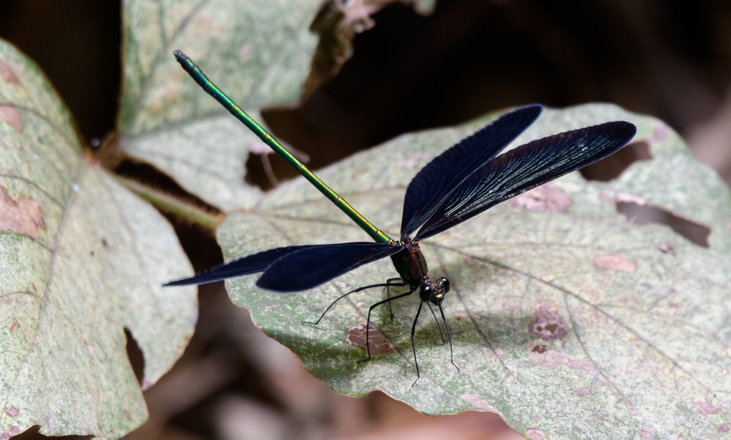 Atrocalopteryx atrata from Kosuge, Narita, Chiba, JP on July 20, 2022 ...