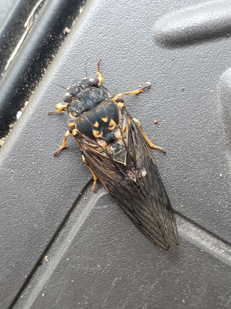 Canadian Cicada from Houghton County, US-MI, US on July 20, 2022 at 06: ...