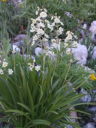 Mountain Deathcamas