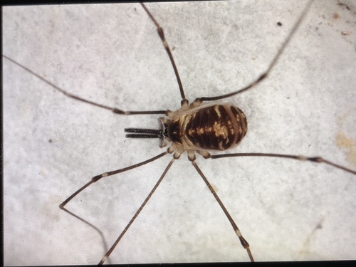 Mitostoma chrysomelas