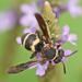Two-banded Cellophane-cuckoo Bee - Photo (c) cgpalahniuk, all rights reserved, uploaded by cgpalahniuk