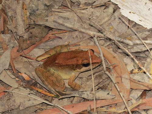 Australian Wood Frog