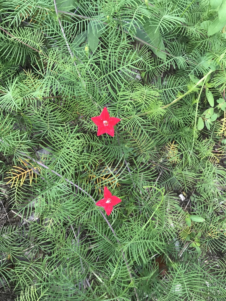 Ipomoea quamoclit — a medium houseplant, prefers full sun light