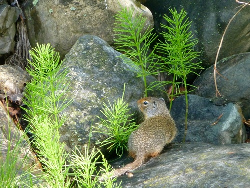 Columbian Ground Squirrel