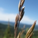 Big Rough Fescue - Photo (c) Lysandra Pyle, all rights reserved, uploaded by Lysandra Pyle