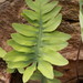 Phlebodium araneosum - Photo 由 Julio Alejandro Álvarez Ruiz 所上傳的 (c) Julio Alejandro Álvarez Ruiz，保留所有權利