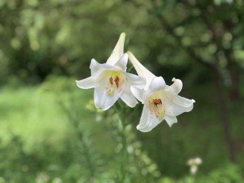 Formosa lily