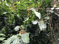 Heliconia latispatha image