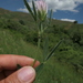 Trifolium pannonicum elongatum - Photo (c) mustafa gökmen, todos los derechos reservados, subido por mustafa gökmen