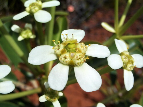 Neoguillauminia cleopatra