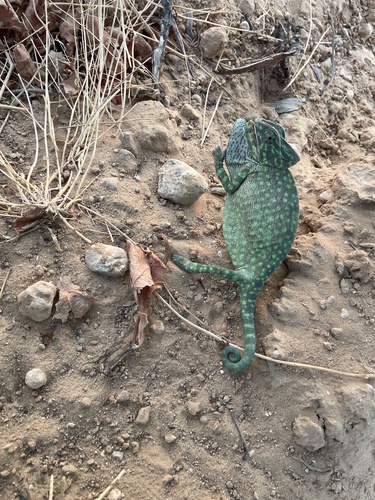 Chamaeleo chamaeleon chamaeleon