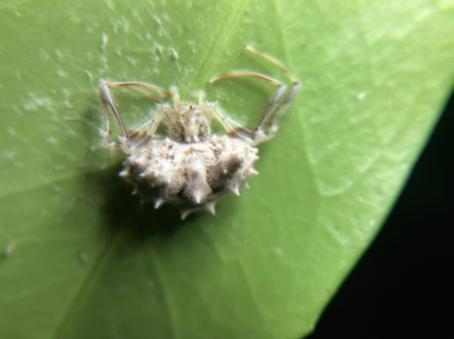 Acantharachne milloti