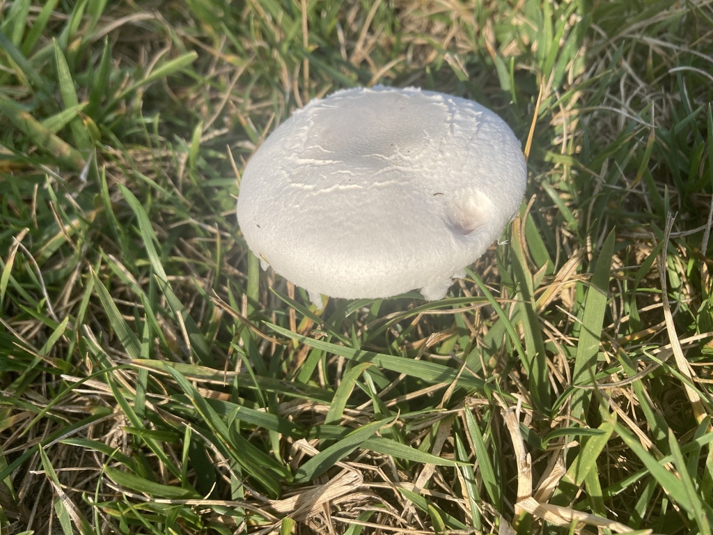 green-spored parasol from Elys Ford Rd, Fredericksburg, VA, US on July ...