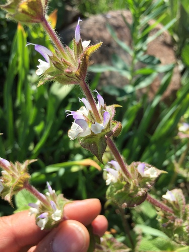 Snow Clary (Salvia frigida)