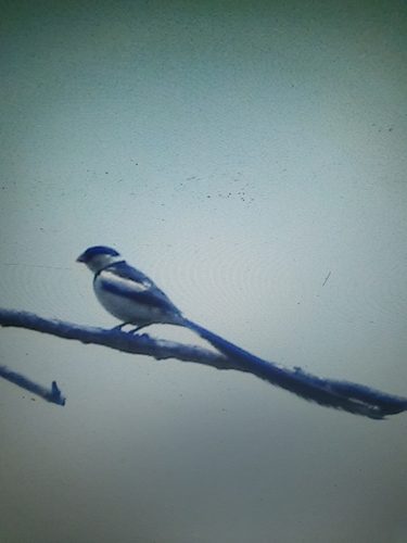Pin-tailed Whydah