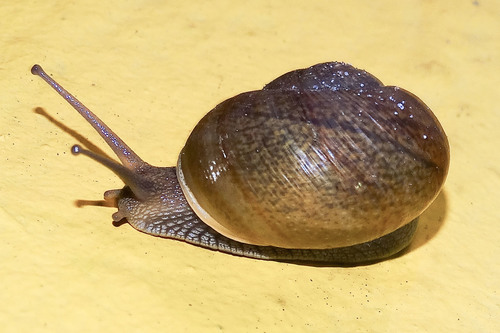 Cuban Brown Snail