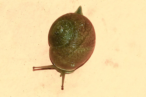 Cuban Brown Snail