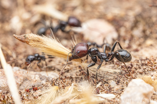Messor barbarus (Linnaeus, 1767)
