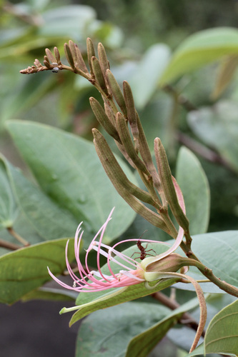 Bauhinia ungulata L.