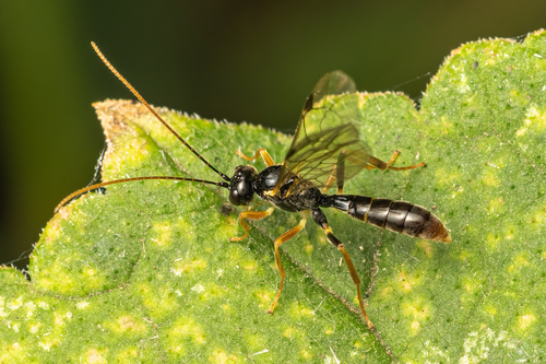 Kristotomus ridibundus