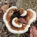 Ganoderma multipileum - Photo (c) Keisha Charlene, all rights reserved, uploaded by Keisha Charlene