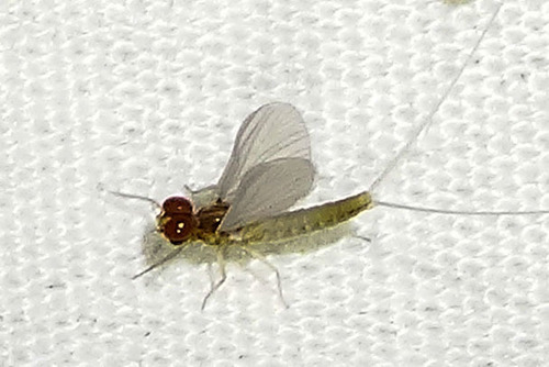 Diphetor hageni