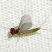 Hagen's Small Minnow Mayfly - Photo (c) BJ Stacey, all rights reserved