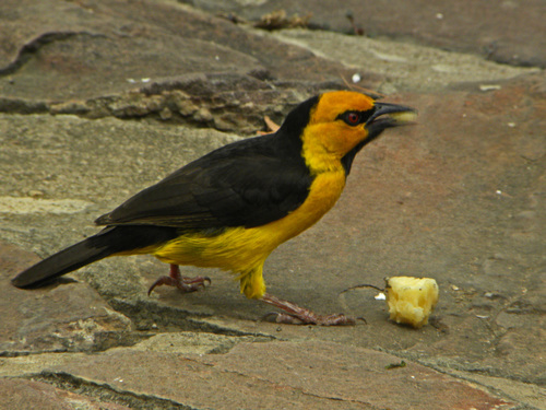 Black-necked Weaver