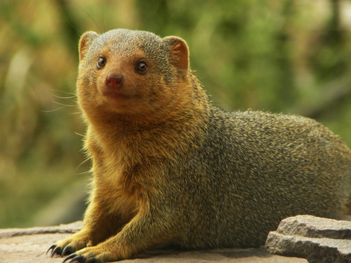 Common Dwarf Mongoose