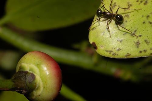 Camponotus trailiCamponotus traili
