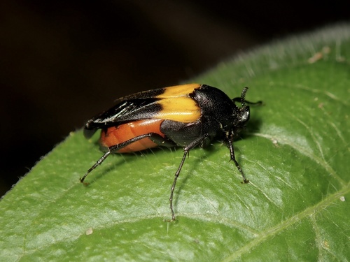 Macrosiagon flavipennis (LeConte, 1866)