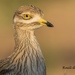 Eurasian Stone-Curlew - Photo (c) rauldeltorop, all rights reserved