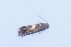 Diploschizia impigritella