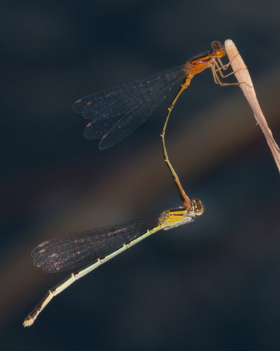 Orange Bluet