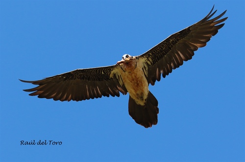 Bearded Vulture