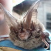 Rafinesque's Big-eared Bat - Photo (c) Leigh Stuemke, all rights reserved, uploaded by Leigh Stuemke