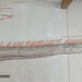 Russell's Oarfish - Photo (c) junior miranda romero, all rights reserved, uploaded by junior miranda romero